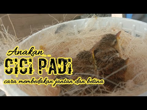 Cara Membedakan Cici Padi Coklat Jantan dan Betina