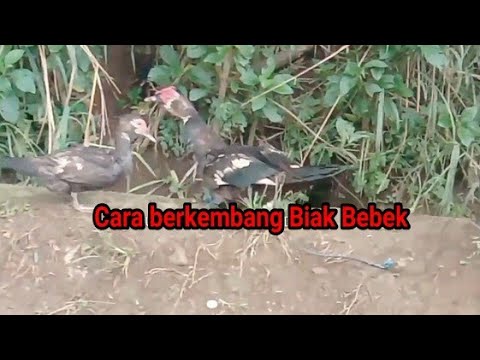 Bebek Berkembang Biak dengan Cara: Panduan Lengkap