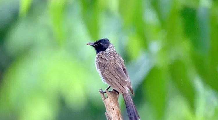 Manfaat Tomat untuk Burung Kutilang: Meningkatkan Kesehatan dan Gizi