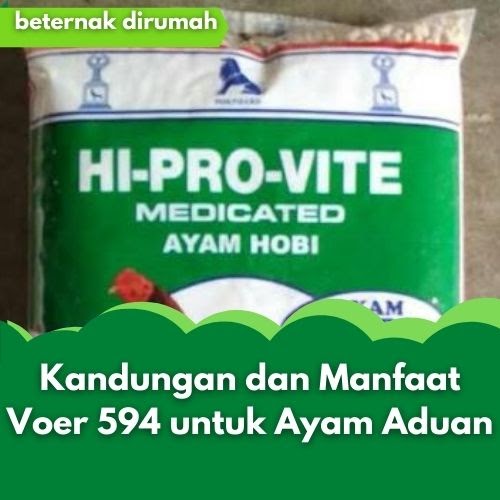 Manfaat PUR 594 untuk Merpati: Meningkatkan Kesehatan dan Kinerja