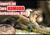 Komodo Berkembang Biak dengan Cara: Proses Reproduksi yang Menarik