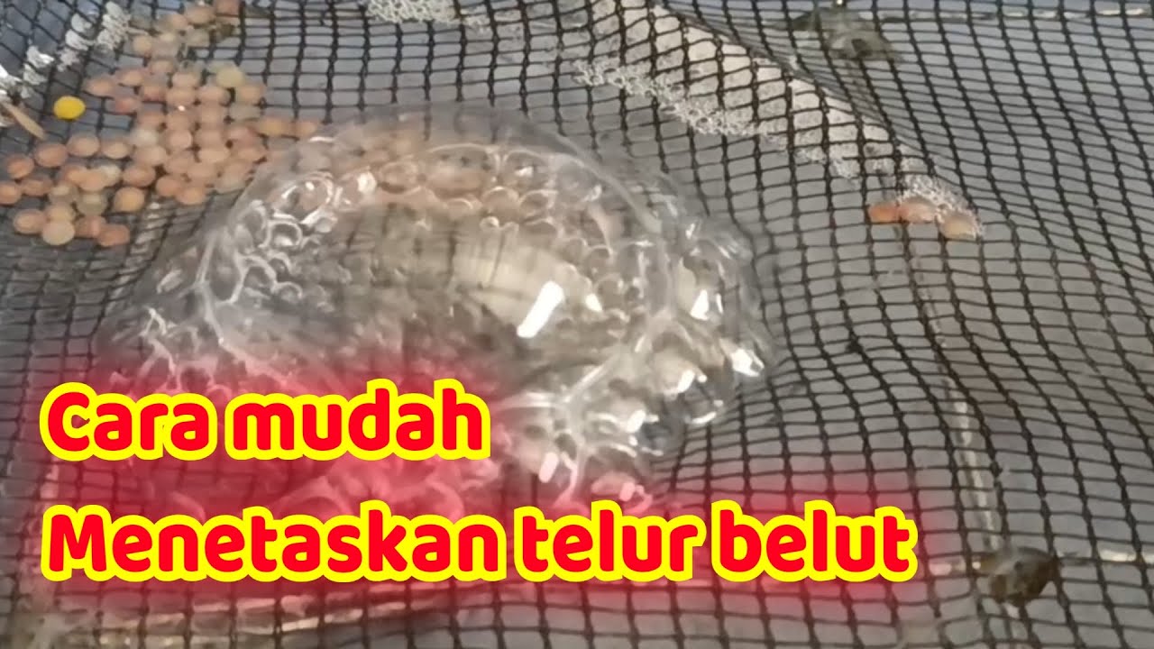 Cara Menetaskan Telur Belut dengan Efektif dan Efisien