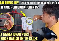 Setingan Jangkrik untuk Kacer Rumahan: Panduan Lengkap