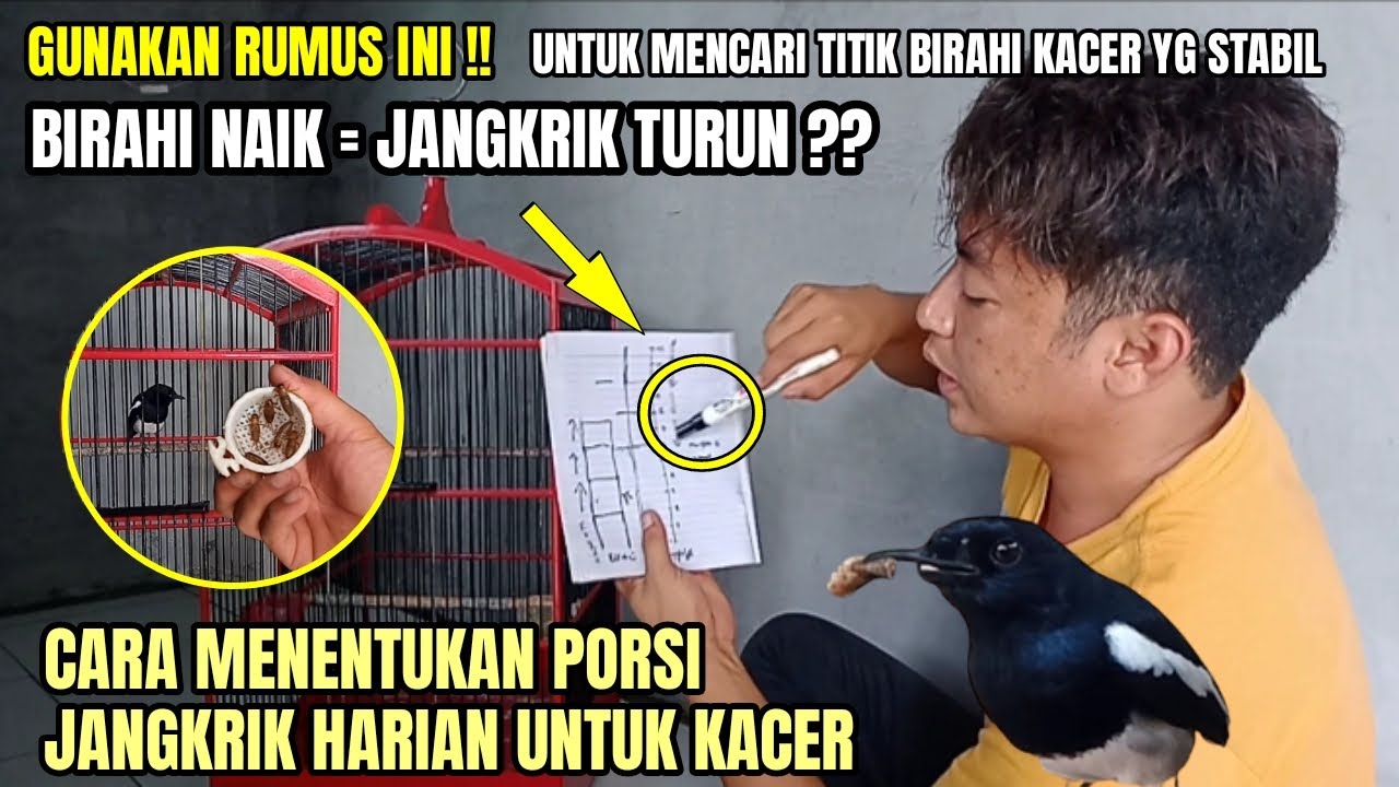 Setingan Jangkrik untuk Kacer Rumahan: Panduan Lengkap