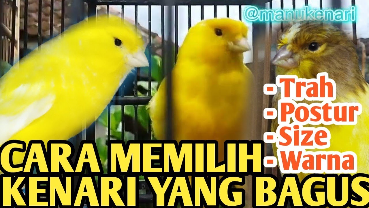 Cara Memilih Kenari Paud yang Bagus