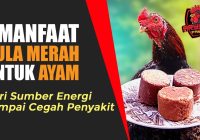 Manfaat Gula Merah buat Anak Ayam: Meningkatkan Kesehatan dan Produktivitas