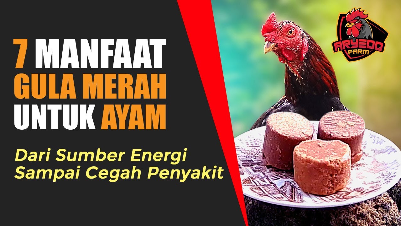 Manfaat Gula Merah buat Anak Ayam: Meningkatkan Kesehatan dan Produktivitas