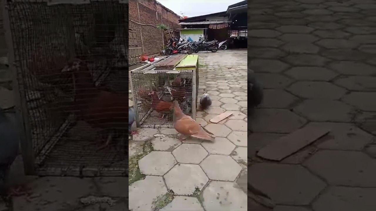 Penjemuran Merpati Kolong: Meningkatkan Kesehatan dan Produktivitas