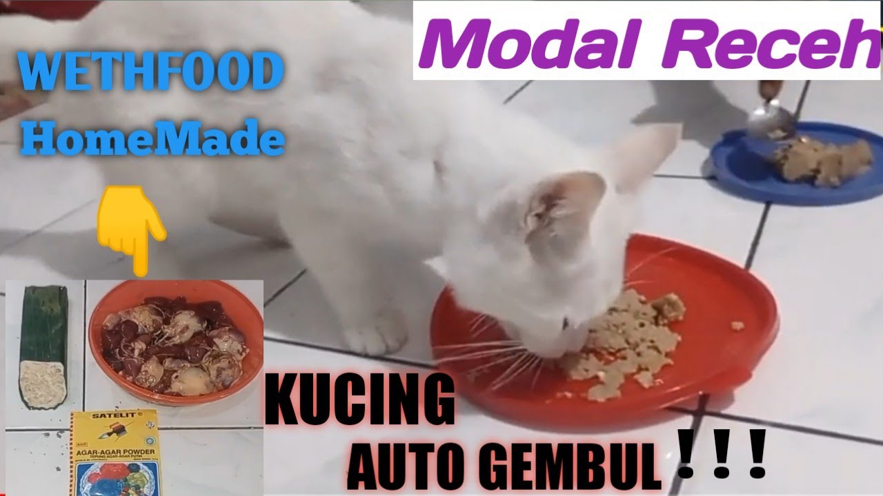 Cara Membuat Makanan Kucing Kampung Agar Cepat Gemuk