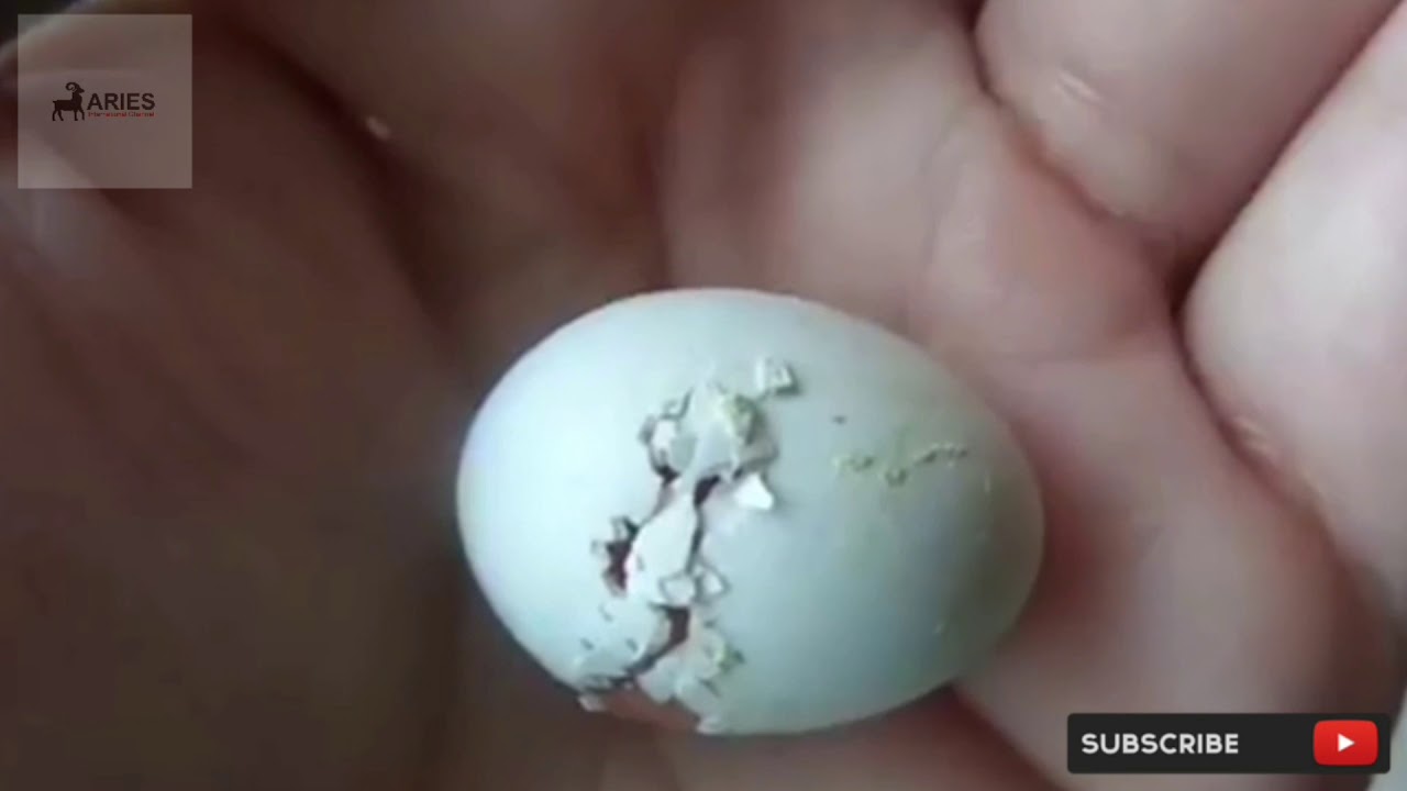 Apakah Telur Lovebird Boleh Dipegang Tangan?