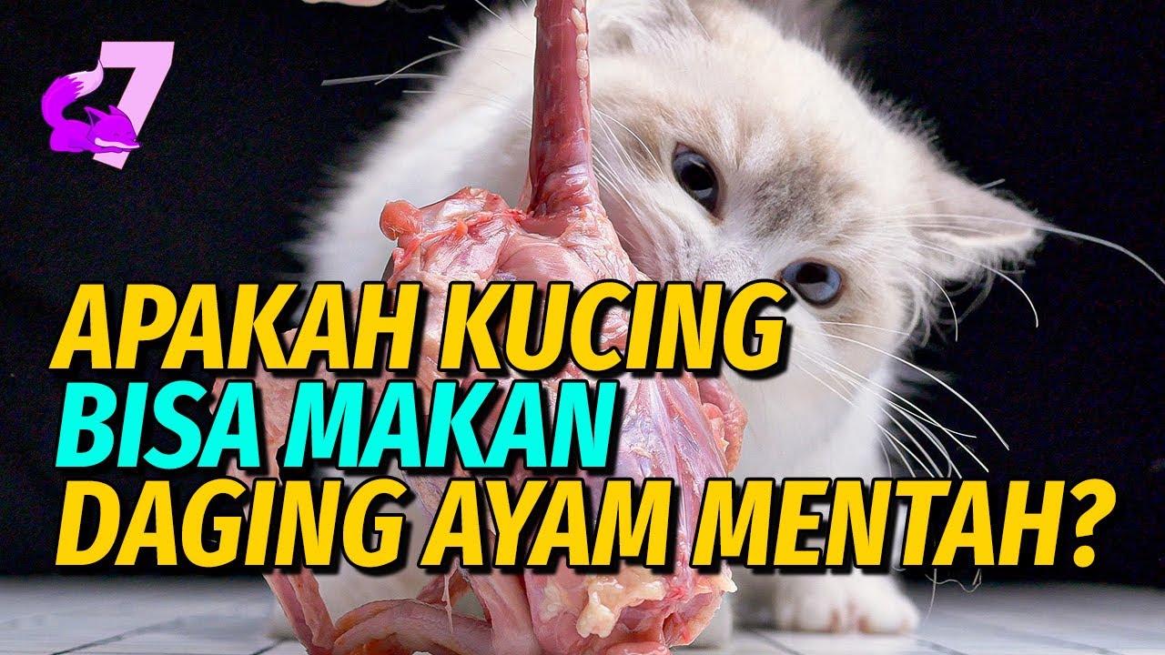 Bisakah Kucing Makan Ayam Mentah?