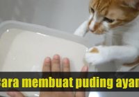 Cara Membuat Puding Ayam untuk Kucing yang Sehat dan Lezat