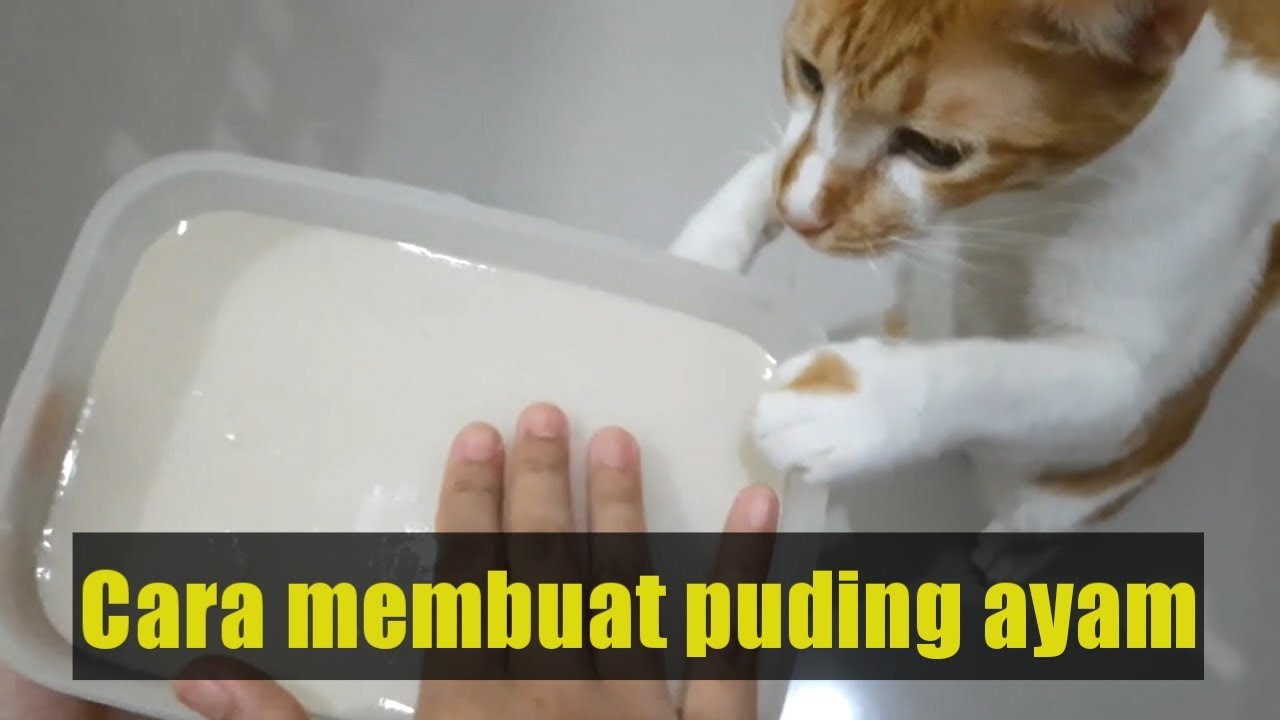 Cara Membuat Puding Ayam untuk Kucing yang Sehat dan Lezat