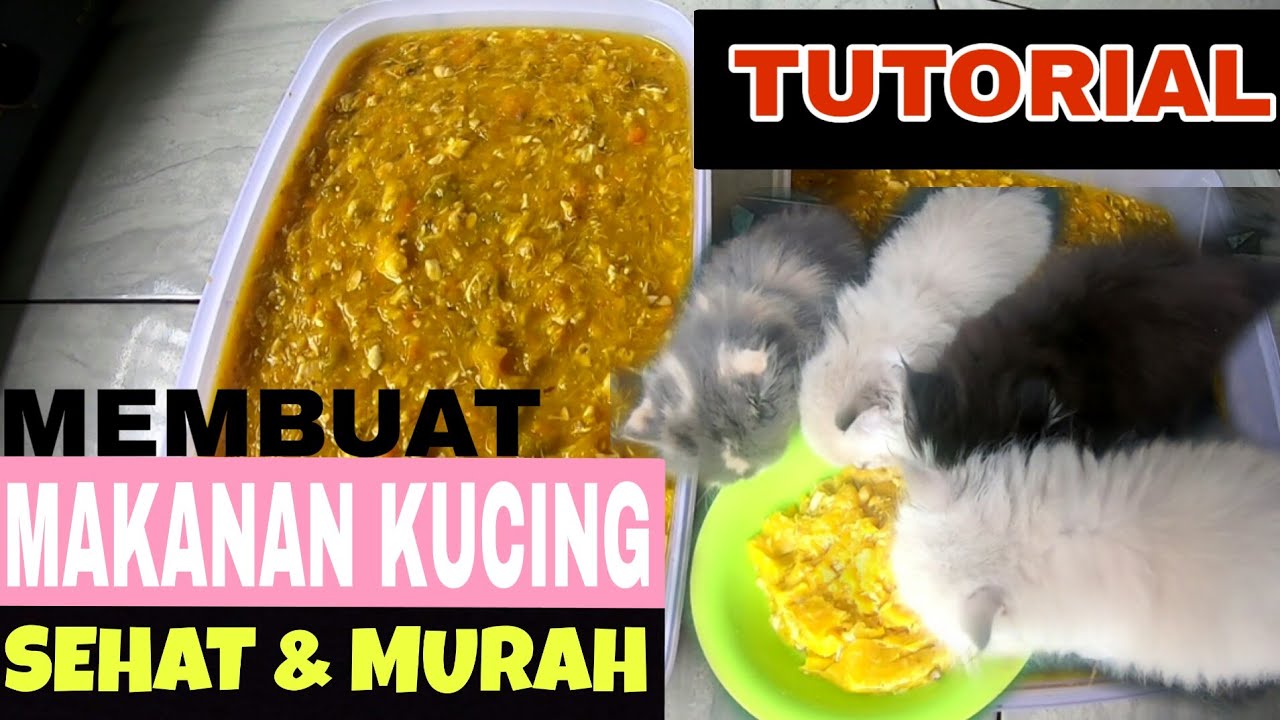 Cara Membuat Makanan Kucing Kering Jadi Basah: Panduan Lengkap