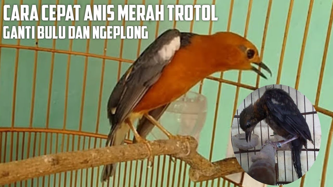 Cara Merawat Anis Merah Trotol Agar Cepat Ngeplong