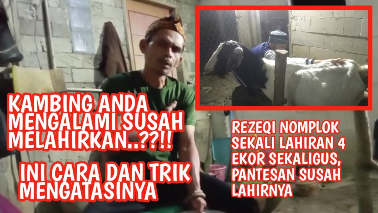 Cara Mengatasi Kambing Susah Melahirkan