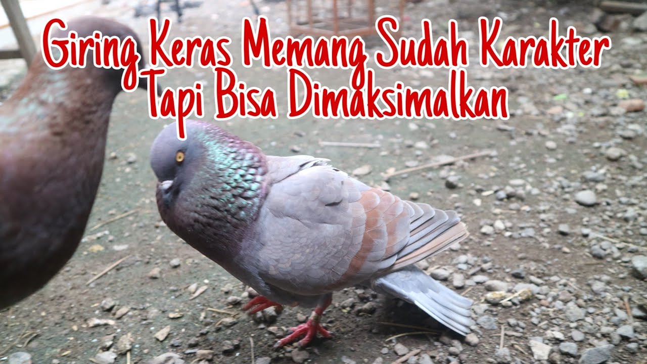Cara Agar Merpati Giring Keras: Tips dan Trik Meningkatkan Kemampuan Burung Kauk Anda