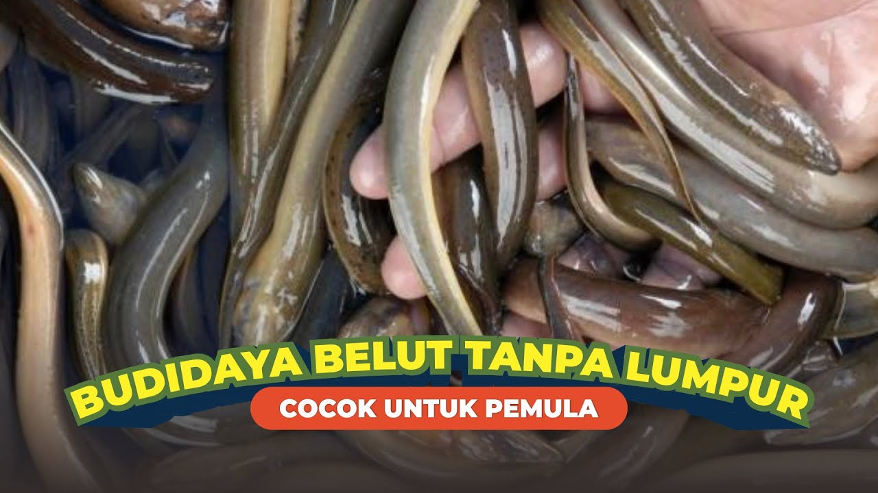 Cara Mengawinkan Belut Tanpa Lumpur: Alternatif Baru dalam Budidaya Belut
