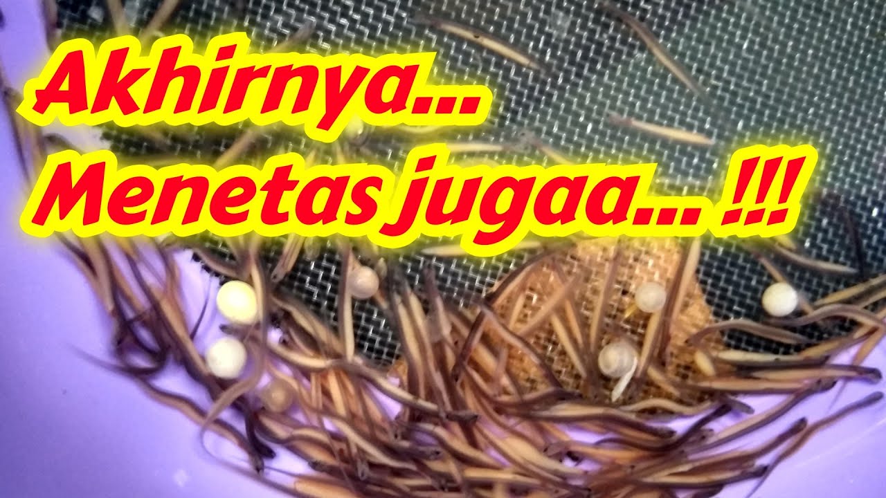 Berapa Lama Telur Belut Menetas?