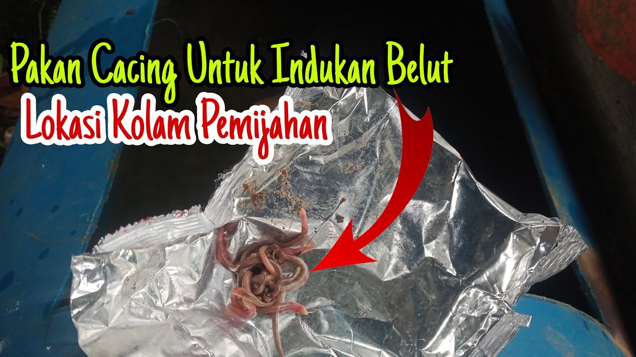 Cara Agar Belut Cepat Bertelur: Tips dan Strategi Budidaya