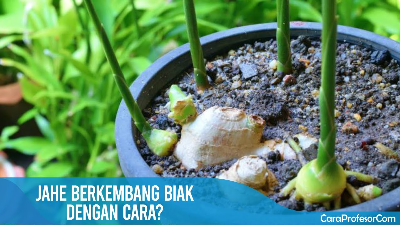Jahe Berkembang Biak dengan Cara: Membahas Teknik Perbanyakan dan Pembiakan Jahe