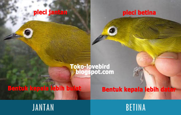 Perbedaan Burung Salome Jantan dan Betina: Mengenal Ciri-Ciri dan Karakteristik