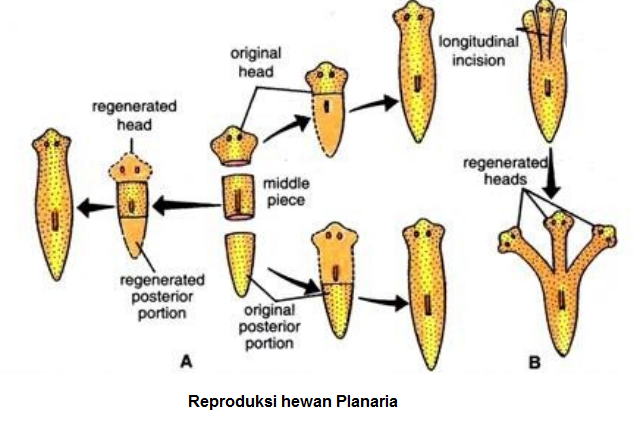 Planaria Berkembang Biak dengan Cara: Proses Reproduksi yang Unik