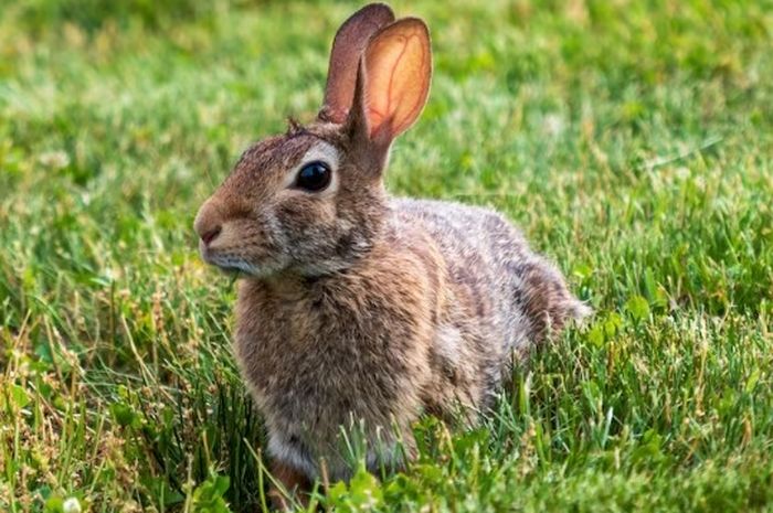 Kelinci Berkembang Biak dengan Cara: Panduan Lengkap