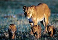 Singa Berkembang Biak dengan Cara: Membahas Metode Reproduksi Raja Hutan