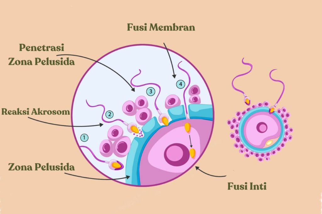 Proses yang Terjadi pada Fertilisasi Eksternal: Pengertian, Mekanisme, dan Faktor yang Mempengaruhi