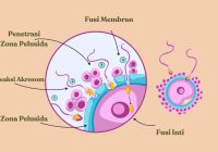 Apa Perbedaan Fertilisasi Internal dan Fertilisasi Eksternal?