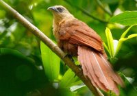 Apakah Burung Bubut Dilindungi? Pembahasan Lengkap tentang Status Perlindungan Burung Bubut di Indonesia