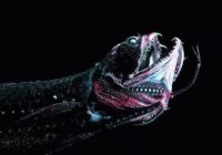 Hewan Aneh di Dasar Laut Palung Mariana: Keajaiban Alam yang Tak Terkalahkan