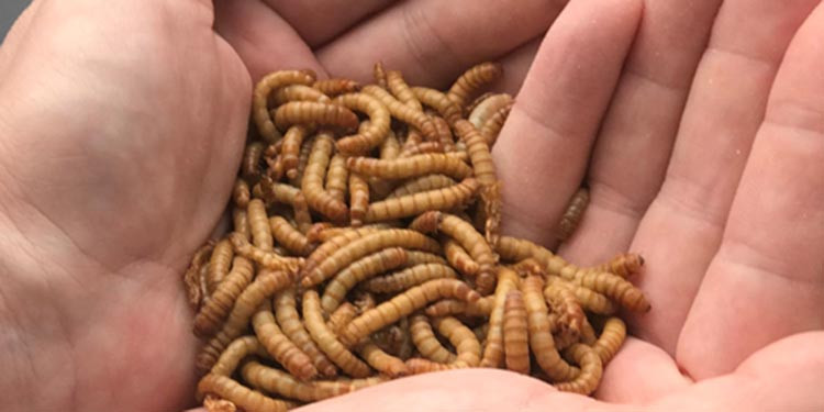 Apa Makanan Landak Mini?