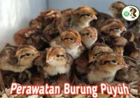 Apa Tujuan Beternak Ayam dan Burung Puyuh?