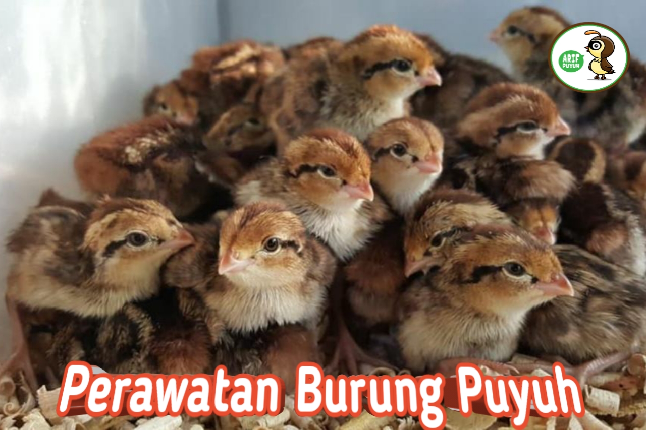 Apa Tujuan Beternak Ayam dan Burung Puyuh?