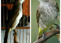 Ciri Trucukan Jantan Prospek: Mengenal Sifat dan Karakteristik Hewan Unggul