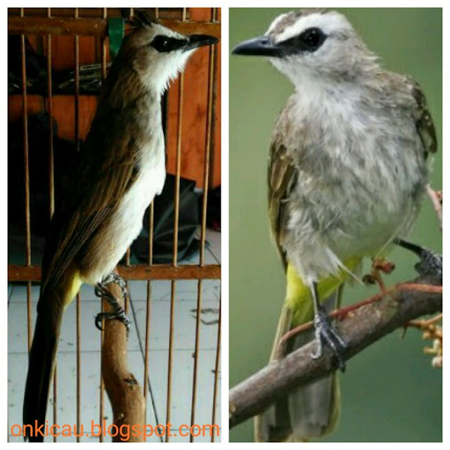 Ciri Trucukan Jantan Prospek: Mengenal Sifat dan Karakteristik Hewan Unggul