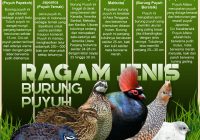 Berikut adalah artikel tentang ciri-ciri burung puyuh: