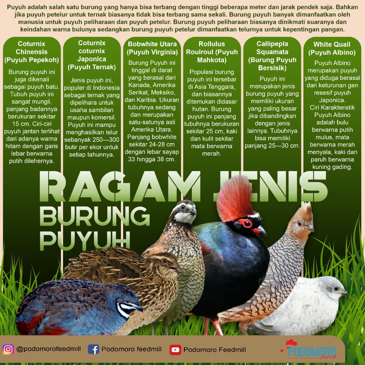 Ciri-Ciri Burung Puyuh: Mengenal Lebih Dekat Satwa yang Unik