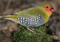 Burung Emprit Import: Profil, Jenis, Harga, dan Cara Merawat