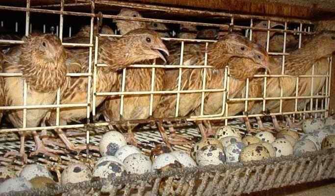 Peternakan Jenis Burung Puyuh Mudah Dijumpai di Daerah