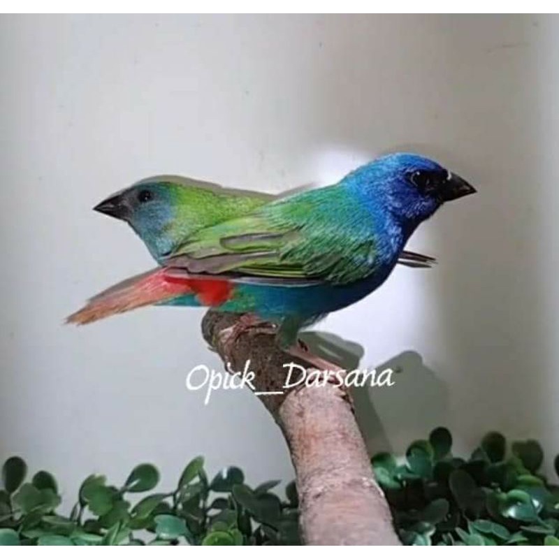 Jual Burung Emprit Terdekat: Panduan Mencari dan Memilih