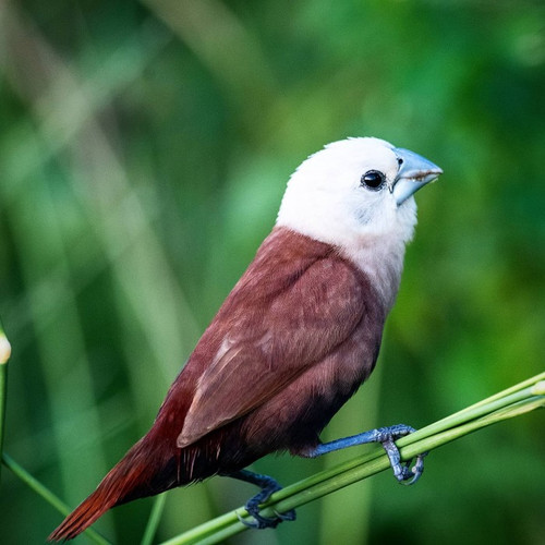 burung emprit kaji harga