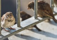 Burung Emprit: Masa Hidup dan Fakta Menarik