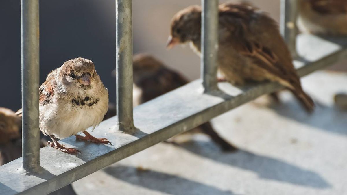 Burung Emprit: Masa Hidup dan Fakta Menarik