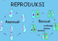Hewan yang Uterusnya Berlekuk-Lekuk Disebut: Mengenal Sistem Reproduksi Hewan Mammalia