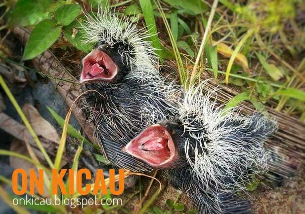 Anakan Burung Bubut: Tahapan Perkembangan dan Tips Perawatan