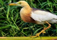 Foto Burung Emprit Sawah: Mengenal Lebih Dekat Burung yang Indah