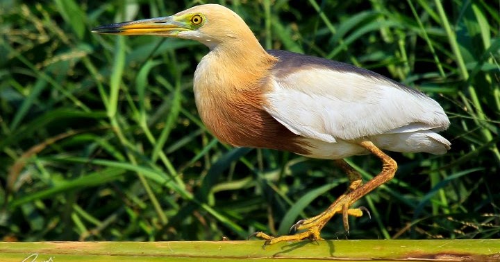 Foto Burung Emprit Sawah: Mengenal Lebih Dekat Burung yang Indah